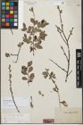 Foto von Salix heterophylla Host